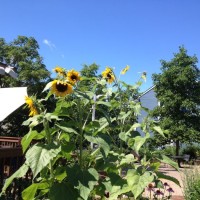 IMG_1911
